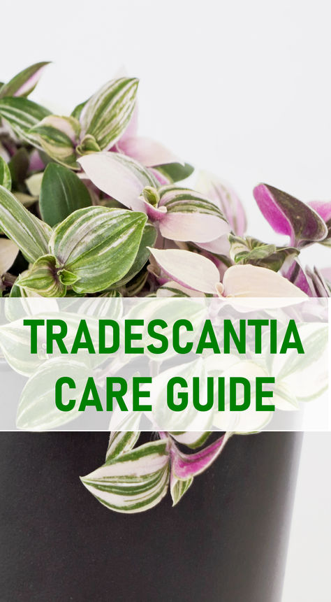 How to Care for Tradescantia Plants, Wandering Dude Houseplant, Houseplant Care Tips, Tradescantia Houseplant, Indoor Plants Tradescantia Care, Pistachio Plant, Houseplant Care, Sun Porch, Inside Plants, Indoor Plant Care, Best Indoor Plants, House Plant Care, Potting Soil