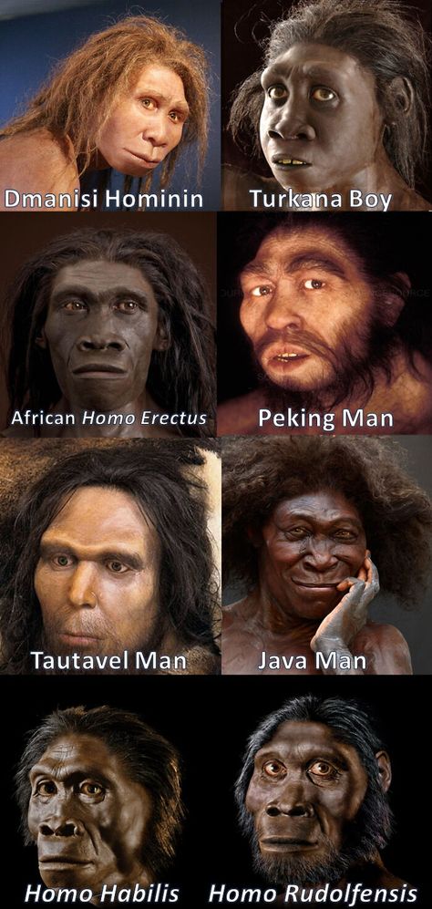 The Diversity Among Homo Erectus Around The World. Homo Erectus Existed For 1.9 Million Years And Was The Most Successful Human Species Human Evolution Tree, Early Humans History, Homo Erectus, Prehistoric Man, Paint A Picture, Early Humans, Human Evolution, Prehistoric Art, Extinct Animals