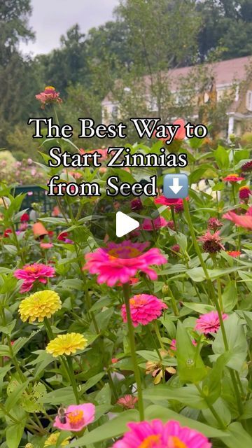 Zinnias Garden Ideas, Starting Seeds Outdoors, Backyard Flowers Beds, Zinnia Seeds, Zinnia Garden, Starting Seeds, Starting Seeds Indoors, Front Yard Design, Garden Images