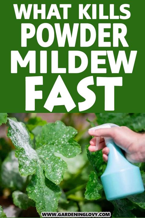 How To Treat Powdery Mildew On Plants, White Powdery Mildew On Plants, How To Get Rid Of Powdery Mildew On Plants, Treating Powdery Mildew, Powder Mildew On Plants, White Fungus On Plants, How To Get Rid Of White Mold On Plants, Plant Mold Remedy, Organic Fertilizer For Plants