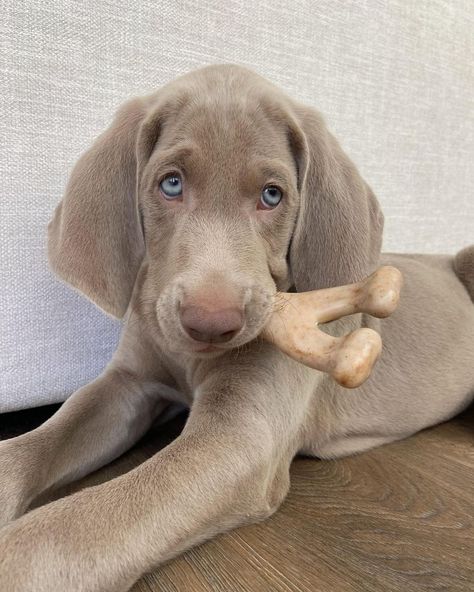 Weimaraner puppy Weimaraner Puppies Newborn, Weimaraner Puppy, Weimaraner Puppies, Weimaraner, Family Members, The Cutest, The Family, Puppies, I Want