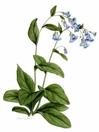 Blue bell flower Bluebell Illustration, Mischievous Spring, Bluebell Tattoo, Witchy Herbs, Botanical Studies, Eternal Sleep, Bluebell Flowers, Goddess Selene, Virginia Bluebells