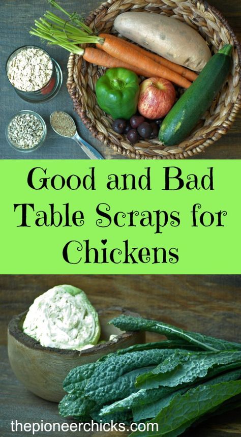 Good and Bad Table Scraps for Chickens- Here are some guidelines for what you can feed your chickens, what you can't feed your chickens, and what should be fed in moderation. Scraps For Chickens, Diy Pet Food, Chicken Feed Diy, What Can Chickens Eat, Chicken Backyard, Food For Chickens, Laying Chickens Breeds, Chicken Incubator, Best Egg Laying Chickens