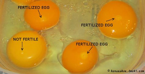 How to tell a fertilized egg from an unfertilized Raising Turkeys, Hatching Chickens, Chicken Incubator, Best Egg Laying Chickens, Kitchen Science, Chicken Garden, Guinea Fowl, Free Range Chickens, Hatching Eggs