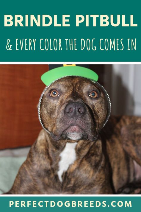 Pitbull Colors, Pitbull Mix Breeds, Brindle Pitbull, Pitbull Breeds, Strong Dogs, Blue Nose Pitbull, Dangerous Dogs, Most Popular Dog Breeds, Bull Terriers