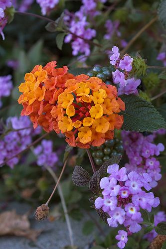 Fall Flowers. I love the combination of orange purple and green!  Walnut Creek, CA, via Flickr. Yandex Disk, Orange And Yellow, All Flowers, Yellow Flower, Exotic Flowers, Flower Beauty, Beautiful Blooms, Fall Flowers, Dream Garden