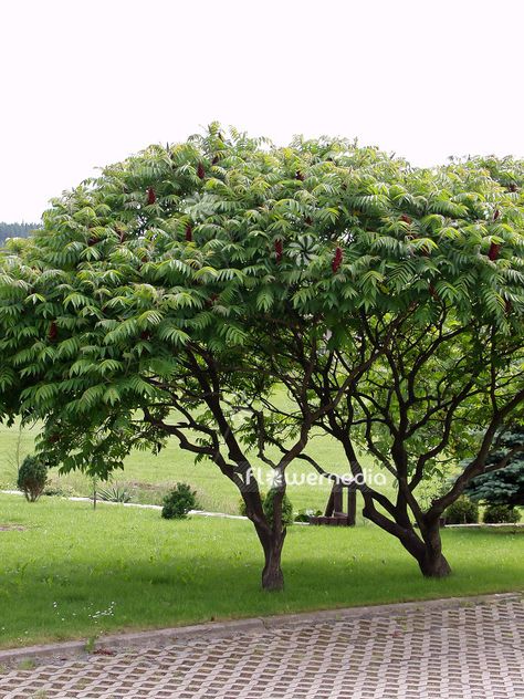 Rhus typhina - Stag's horn sumach (101666) Sumac Tree, Rhus Typhina, Staghorn Sumac, Perennial Bulbs, Backyard Plants, Aromatic Plant, Scientific Name, Fragrant Plant, Poisonous Plants