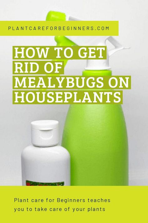 Struggling with mealybugs on your houseplants? Don't worry, I've got you covered! In this guide, I'll share my tried-and-true methods for getting rid of these stubborn pests and keeping your plants healthy and happy. From natural remedies to preventative measures, you'll find everything you need to know to become a pro at plant care. Say goodbye to mealybugs and hello to thriving houseplants! Aphids On Plants, Get Rid Of Aphids, Get Rid Of Spiders, Natural Insecticide, Lucky Plant, Improve Nutrition, Scale Insects, Spider Mites, Insecticidal Soap