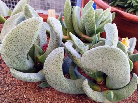 Mimicry Plant, Living Stone Plant, Stone Plant, Succulent Gardening, Small Succulents, Cactus Y Suculentas, Real Plants, Cactus And Succulents, Leaf Flowers