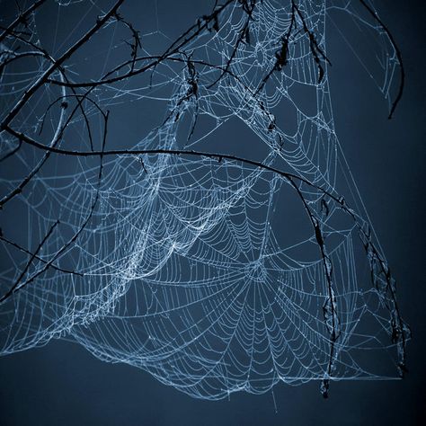 Spiders Web, Charlotte's Web, Spider Art, Spider Webs, Dew Drops, The Spider, Spider Web, Spiders, Natural Wonders