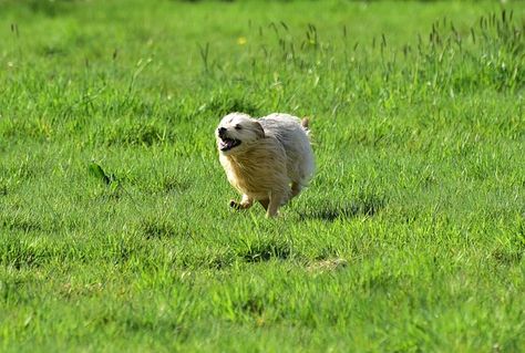 Why Does My Dog Get The Zoomies After A Bath? – iHeartDogs.com Dog Zoomies, Animal Fun, Fun Dog, Dog Agility, Dog Dog, Training Your Dog, Stray Dog, My Dog, Free Pictures