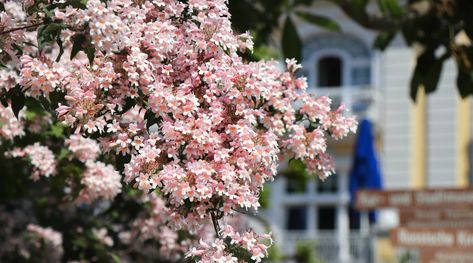 Bush Plants With Flowers, Watercolor Bush Plant, Pink Flowering Bushes, Bush Baby Pet, Beauty Bush, Privacy Hedge, Attract Pollinators, Clay Soil, Liquid Fertilizer