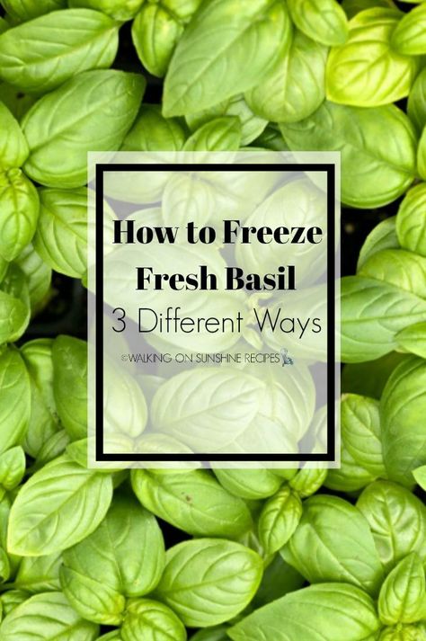 How To Freeze Basil, Storing Basil, Ice Cube Tray Recipes, Freezing Pesto, Freezing Fresh Herbs, Dehydrating Food Storage, Store Fresh Herbs, Herb Butter Recipe, Fresh Herb Recipes