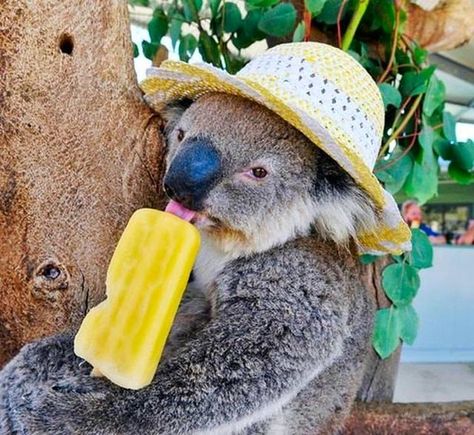 Because they think a tree is an appropriate place to eat a popsicle. | 20 Reasons Koalas Are Utterly Ridiculous Gato Sphynx, Funny Koala, The Wombats, Baby Koala, Koala Baby, Cuddly Animals, Australian Animals, Koala Bear, Animal Photo