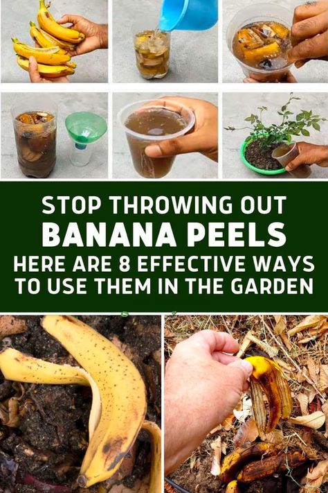 Facebook Banana Peel Fertilizer, Banana Uses, Banana Peels, Banana Benefits, Acid Loving Plants, Composting At Home, Organic Vitamins, Banana Peel, Fertilizer For Plants