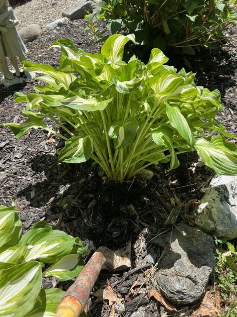 My love for Hosta plants began when we moved into our home. There were Hostas that lined a rock wall in our side yard and my Mom began to tell me that they’re easy to split and transplant, they like shade, and they’re really hardy.Well that sold me. Something I could split, transplant and not kill. That is a win!I have been splitting and translating those same Hosta for 9 years now and they are thriving!It is such a cost efficient way to add more to your garden, you could even swap the… When To Transplant Hostas, Splitting Hostas, Transplant Hostas, Giant Hosta, How To Split, Garden Plant Stand, Garden Remedies, Hosta Gardens, Hosta Plants