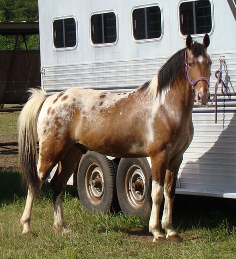 interesting horse colors | Tennessee Walking Horses - CLOUD 9 WALKERS (Walkaloosa Gelding) Brindle Horse, Blanket Appaloosa, Tennessee Walker Horse, Tennessee Walker, Tennessee Walking Horse, Horse Colors, Walking Horse, Dream Horse, Appaloosa Horses