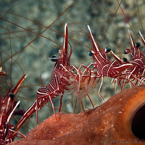 Durban Dancing Shrimp (Rhynchocinetes durbanensis) Dancing Shrimp, Fauna Marina, Water Creatures, Sea Urchins, Marine Fish, Underwater Creatures, Underwater Life, Arthropods, Crustaceans