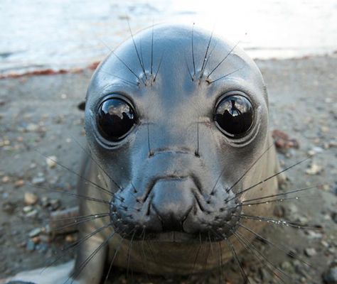 puppy dog eyes Sea Stuff, Huge Eyes, Cute Seals, Baby Seal, Brain Cells, Fandom Funny, Silly Animals, Sea Lion, Silly Pictures