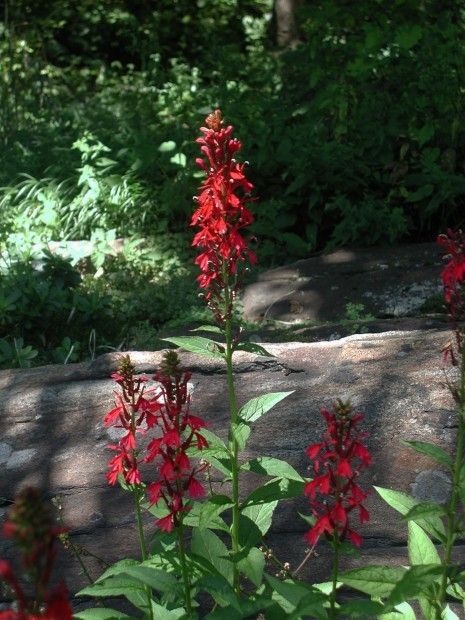 The bright red cardinal flower livens up the shade Tennessee Landscaping, Buckeye Tree, Farm Landscaping, Understory Plants, Native Plant Landscape, Fringe Tree, Drainage Ditch, Wildflower Drawing, Creeping Phlox