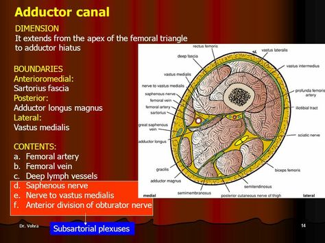 Adductor canal_02 Adductor Canal Anatomy, Lymph Vessels, Lower Limb, Sciatic Nerve, Nerve, Anatomy, Pie Chart, Quick Saves