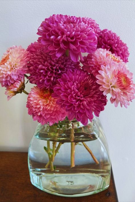 Chrysanthemum flowers in glass vase Chrysanthemum Bouquet, Flowers In Vase, Flowers Beautiful, Flowers Pink, Chrysanthemum, Pink Flowers, Beautiful Flowers, Glass Vase, Vase