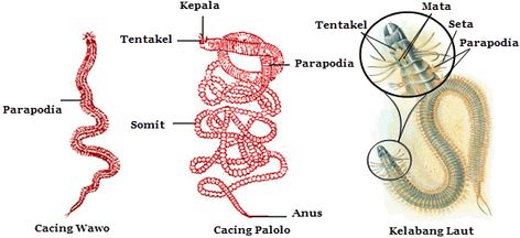 Struktur dan Fungsi Bagian Tubuh Annelida | Mikirbae.com Cacing Tanah, Pencemaran Air, Habitat