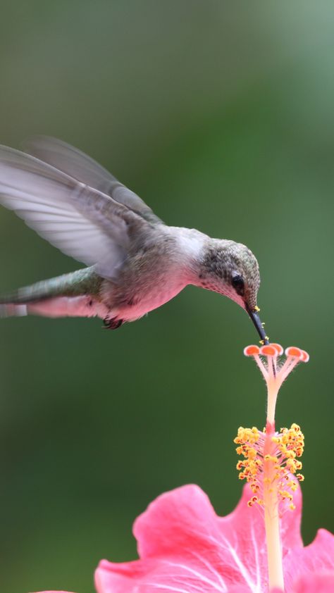 Se você é um amante da natureza e adora decorar o seu celular com imagens vibrantes e coloridas, então está no lugar certo. Neste post, vamos apresentar diversos modelos de papel de parede para celular com o tema beija-flor, uma das aves mais belas e fascinantes do mundo animal. Os papéis de parede que apresentaremos aqui possuem imagens em alta resolução, o que garantirá uma experiência visual... Hummingbirds Photography, Birds, Photography, Animals