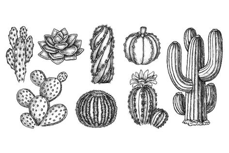 Cactus Sketch, Nature Banner, Desert Tattoo, Banner Cartoon, Prairie Landscape, Cactus Vector, Cactus Drawing, Plant Icon, Cactus Illustration