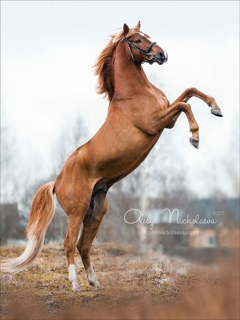 Photo: Olesya Nickolaeva Animals On Land, Colorful Horse Painting, Hilarious Dogs, Horse Rearing, Horse Art Drawing, Cute Horse Pictures, Beautiful Horse Pictures, Human Interest, Horse Aesthetic