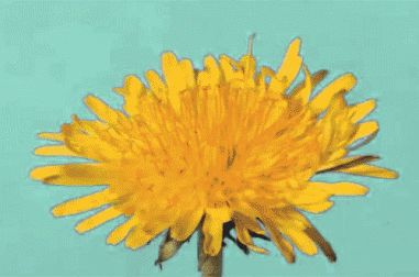 time lapse of dandelion into seeds gif Dandelion Gif, Yellow Gif, Watch Animation, Everyday Life Photography, Dandy Lion, Photography Help, Favorite Flower, Yellow Art, Moving Image