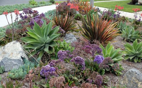 Xeroscaping Backyard, Xeriscape Plants, Xeriscape Front Yard, Xeriscape Landscaping, Agave Attenuata, Annual Garden, Desert Garden, Soil Improvement, Succulent Garden