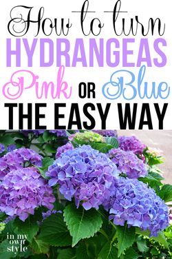 Want to turn hydrangeas pink or blue but don't know how to do it? Look no further...I found the easiest way to do either or to even make them purple |In My Own Style Gardening Vegetables, Hydrangea Care, Growing Hydrangeas, Hydrangea Garden, Pink Or Blue, Own Style, How To Turn, Lawn And Garden, Outdoor Plants