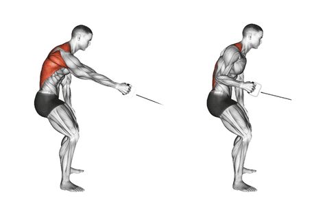 Single Arm Standing Low Cable Row Cable Row, Shoulder Workout, Muscles, The Row, Cable, Benefits