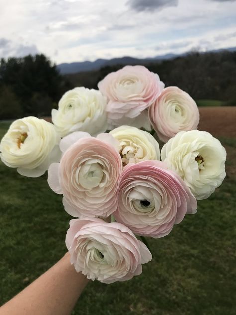 Family Commune, Wedding Ranunculus, Ranunculus Garden, Flower References, Ranunculus Wedding, Ranunculus Bouquet, Plant Bulbs, Flower Identification, Ranunculus Flowers