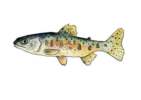 Funky Drawing Ideas Easy, Trout Drawing Simple, Funky Fish Drawing, Fish Marker Drawing, Fish Pen Drawing, Fish Gouache, Fish Painting Easy, Watercolor Trout, Fish Pencil Drawing