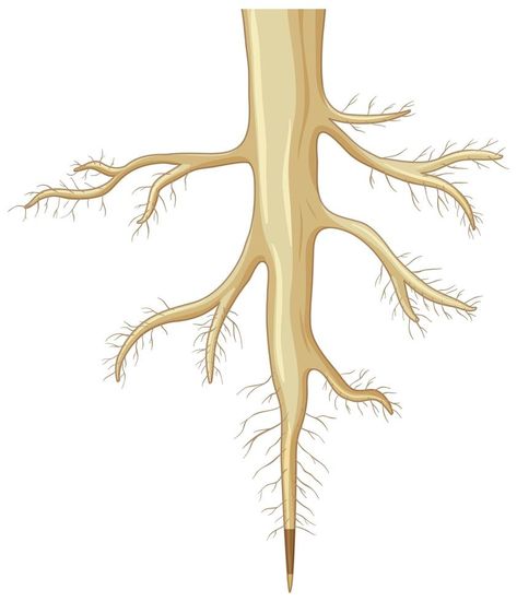 Close up of plant roots isolated on white background Root Diagram, Ghost Roots, Plants Illustration, Classroom Anchor Charts, Root System, Parts Of A Plant, Picture Illustration, Clipart Black And White, Tree Roots