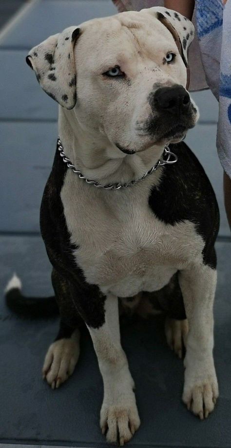 White And Black Pitbull, Pitbulls Cute, Scary Pitbulls, Pitbulls Aesthetic, Amstaff Blue, Amstaff Dog, Pitbull Cute, Pitbull Blue, Cool Dogs