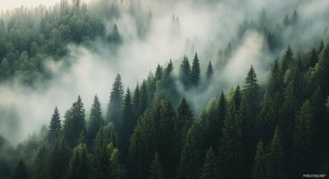 Dense, misty forest Nature 1080p HD Image with towering evergreens and soft light filtering through the fog. Nature Background Images Hd 4k, Desktop Wallpaper Hd 1080p Laptop Nature, Nature Background Images, Forest Background, Image Nature, Mountain Wallpaper, Misty Forest, Background Images Hd, Forest Nature