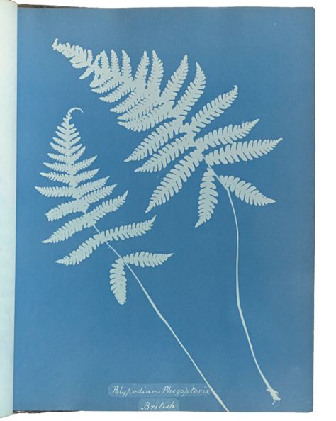 Anna Atkins and the cyanotype process – Smarthistory Anna Atkins, Cyanotype Process, J Paul Getty, Inspirational Photography, Frank Stella, Modern And Contemporary Art, Getty Museum, Female Photographers, Simple Things