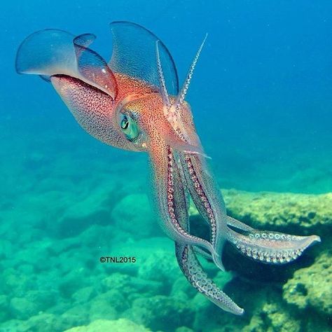 Squid. Fethiye, Turkey. Photo by ©@aydintanal #DiscoverOcean Big Fin Squid, Sea Life Wallpaper, Squid Tattoo, Sea Life Decor, Creature Marine, Fauna Marina, Deep Sea Creatures, Life Aquatic, Beautiful Sea Creatures