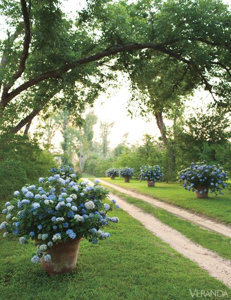 The property of a 19th-Century Southern Gothic cottage designed by Furlow Gatewood. Beautiful Driveways, Hydrangea Potted, Hydrangea Garden, Blue Hydrangeas, The Secret Garden, Dirt Road, Gorgeous Gardens, Blue Hydrangea, Garden Cottage