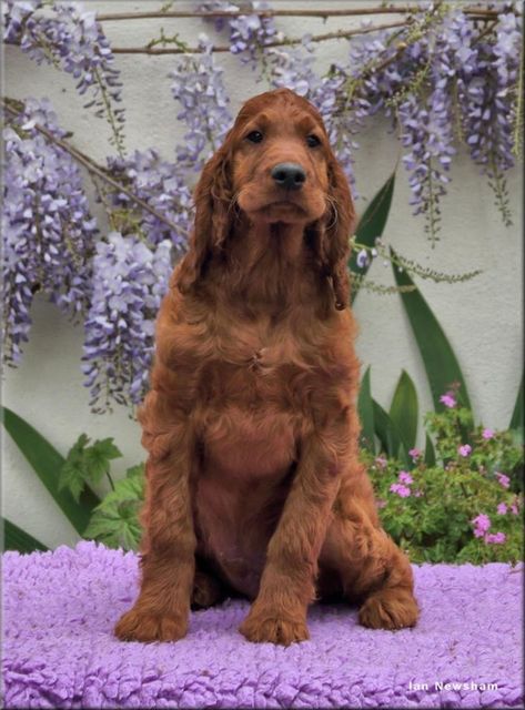 Irish Setter Puppy, Irish Doodle, Irish Setters, Irish Setter, Mans Best Friend, Cute Puppies, Golden Retriever, Dogs And Puppies, Cute Animals