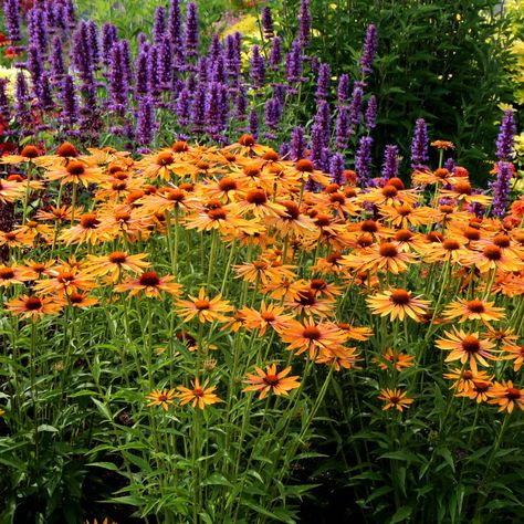 Echinacea ‘Big Kahuna’ | TERRA NOVA® Nurseries, Inc. Mango Flower, Spring Perennials, Big Kahuna, Fleur Orange, Perennial Border, Echinacea Purpurea, Leaf Coloring, Garden Borders, Perennial Garden