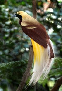 Lorentz National Park , Papua Cenderawasih or Bird of Paradise, endemic species of Indonesia. Heavenly place to see birds of paradise are Lorentz National Park in Papua province. Tattoos Birds, Greater Bird Of Paradise, Indonesia Tourism, Drawing Bird, Tattoo Bird, Bird Tattoos, Rare Dogs, Bird Drawing, Heavenly Places