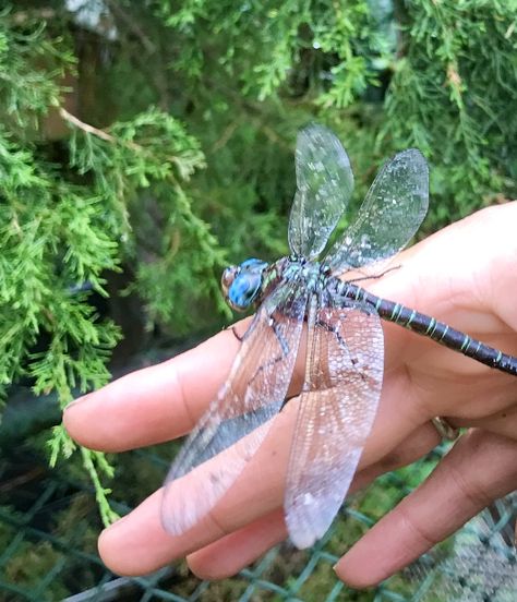 Dragon Fly Fairy, Bugs Aesthetic, Insects Aesthetic, Dragonfly Aesthetic, Bug Aesthetic, Abby Jimenez, Dragon Flys, Part Of Your World, Cool Bugs