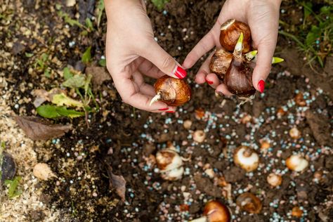 You Should Plant Daffodil Bulbs ASAP for the Best Spring Blooms—Here's How Daffodils Planting, Growing Bulbs, Winter Crops, Perennial Border, Daffodil Bulbs, Spring Flowering Bulbs, Yellow Daffodils, Mediterranean Garden, Traditional Garden