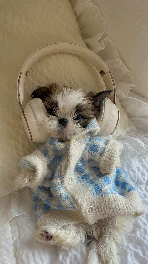 Dog with Headphones · Free Stock Photo Dog With Headphones, Got Funny, Cute Puppy Wallpaper, Cute Dog Wallpaper, Pet Sweaters, Cute Dogs Images, Very Cute Puppies, Puppy Wallpaper, Cute Dog Photos