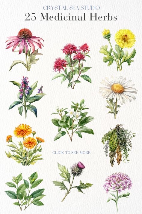 25 various medicinal plant and herb clipart images. Digital download. Medicinal Plants Aesthetic, Herb Clipart, Herbal Illustration, Plant Clipart, Watercolor Herbs, Healing Power Of Nature, Herb Art, Medical Herbs, Medicinal Herb