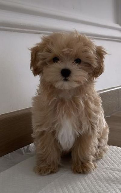 Multi-pooh Puppy, Teacup Maltipoo Full Grown, Dogs And Puppies Aesthetic, Cute Dogs And Puppies Aesthetic, Puppies Aesthetic, Malti Poo, Cute Fluffy Puppies, Cute Small Dogs, Small Puppy